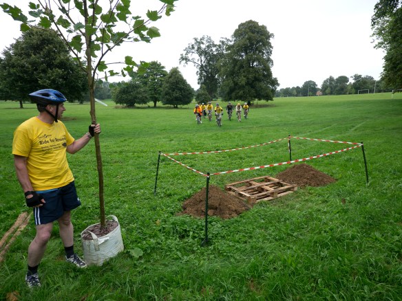 The first tree to be planted in Reading