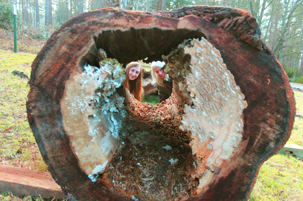 Emma Gilmartin and Professor Lynne Boddy are studying beech heart rot